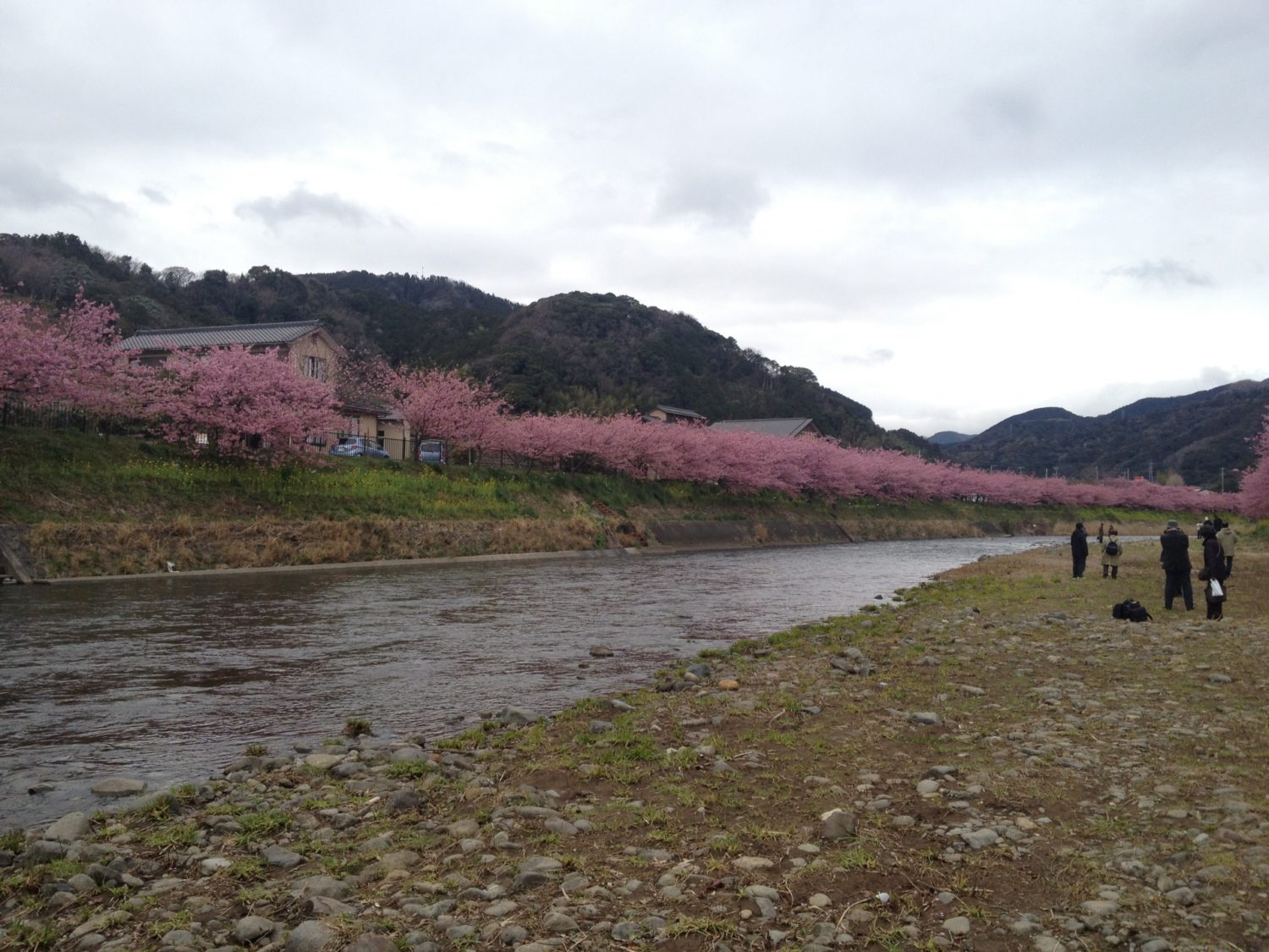 河津桜は祭りと温泉と開花予想や駐車場の情報を持ってると大助かり！