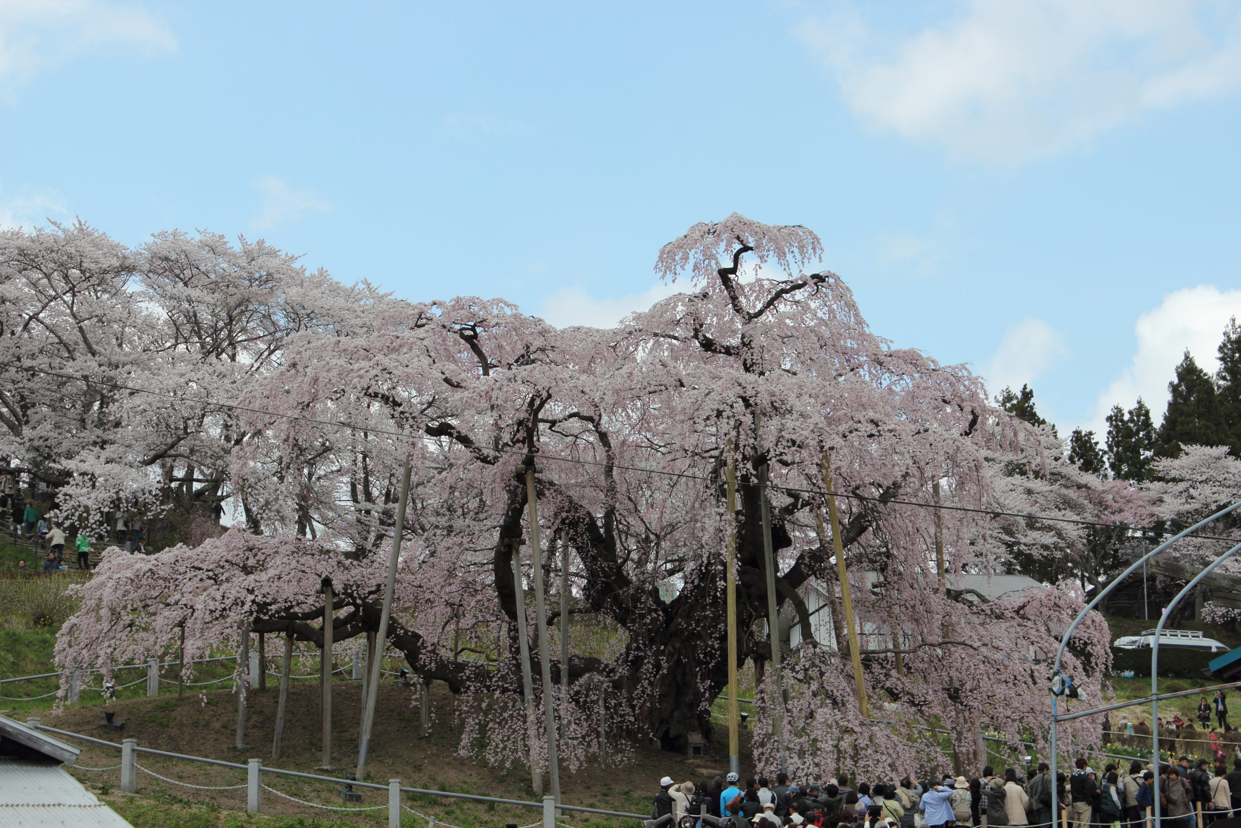 三春の滝桜は見頃に観桜したいなら開花予想と駐車場情報は絶対に必要ですよ！