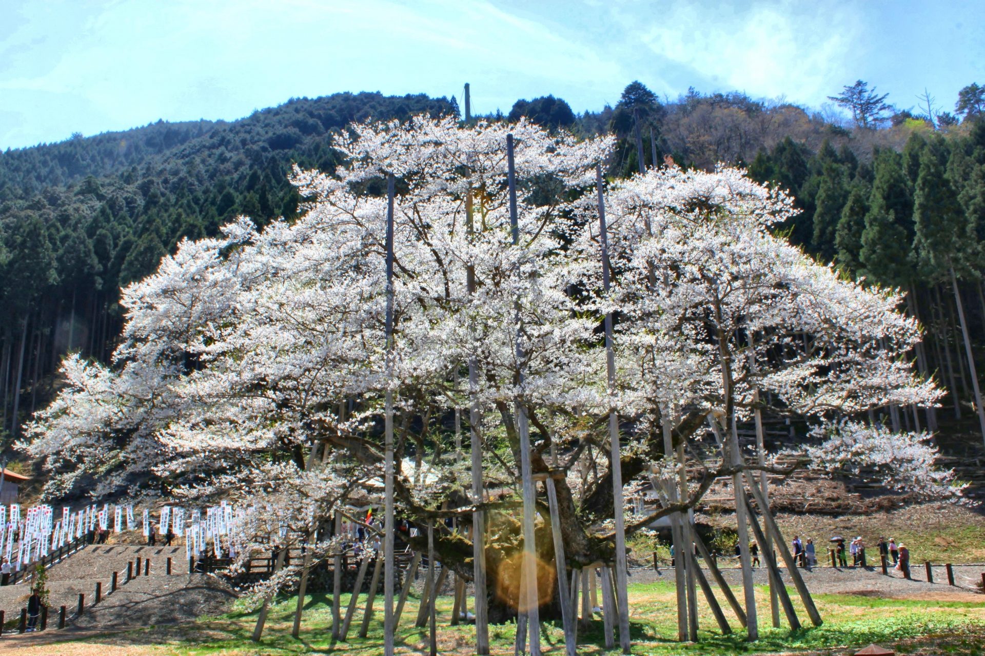 根尾谷淡墨桜は岐阜県本巣市の公園にある日本三大桜の一つなのだ！