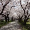 北上展勝地の桜
