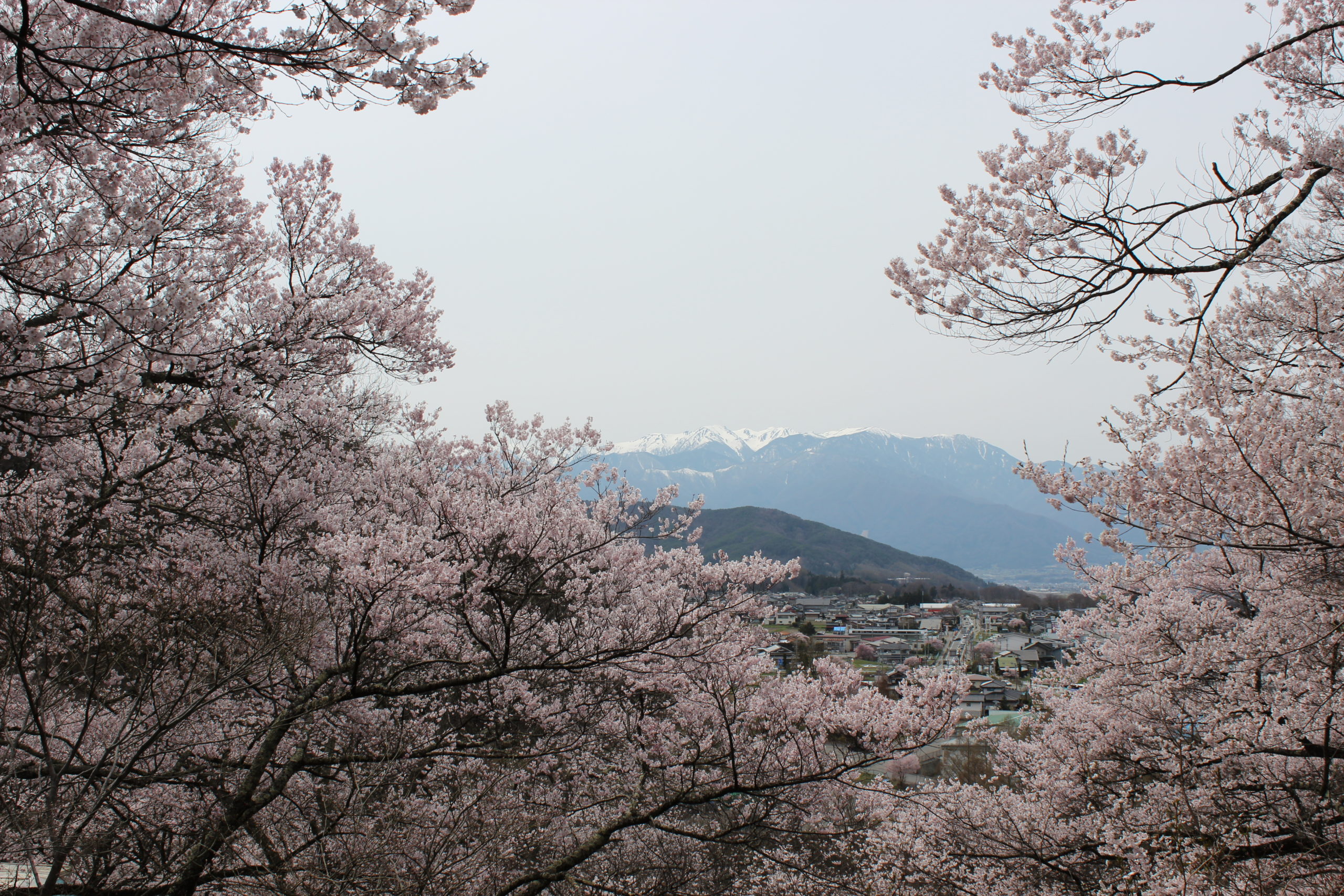 高遠桜祭りと開花予想と見頃を駐車場と道情報もまとめてご紹介！