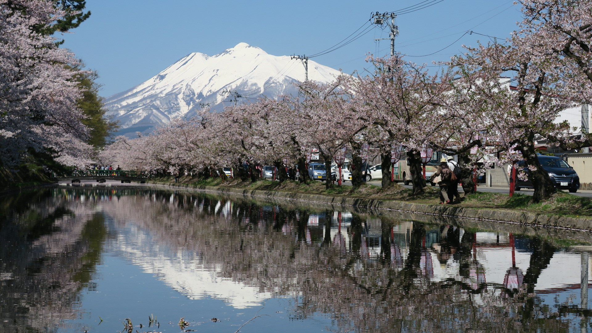 弘前城の桜は公園での桜祭りが見頃時期なのでツアーで行ってきました！