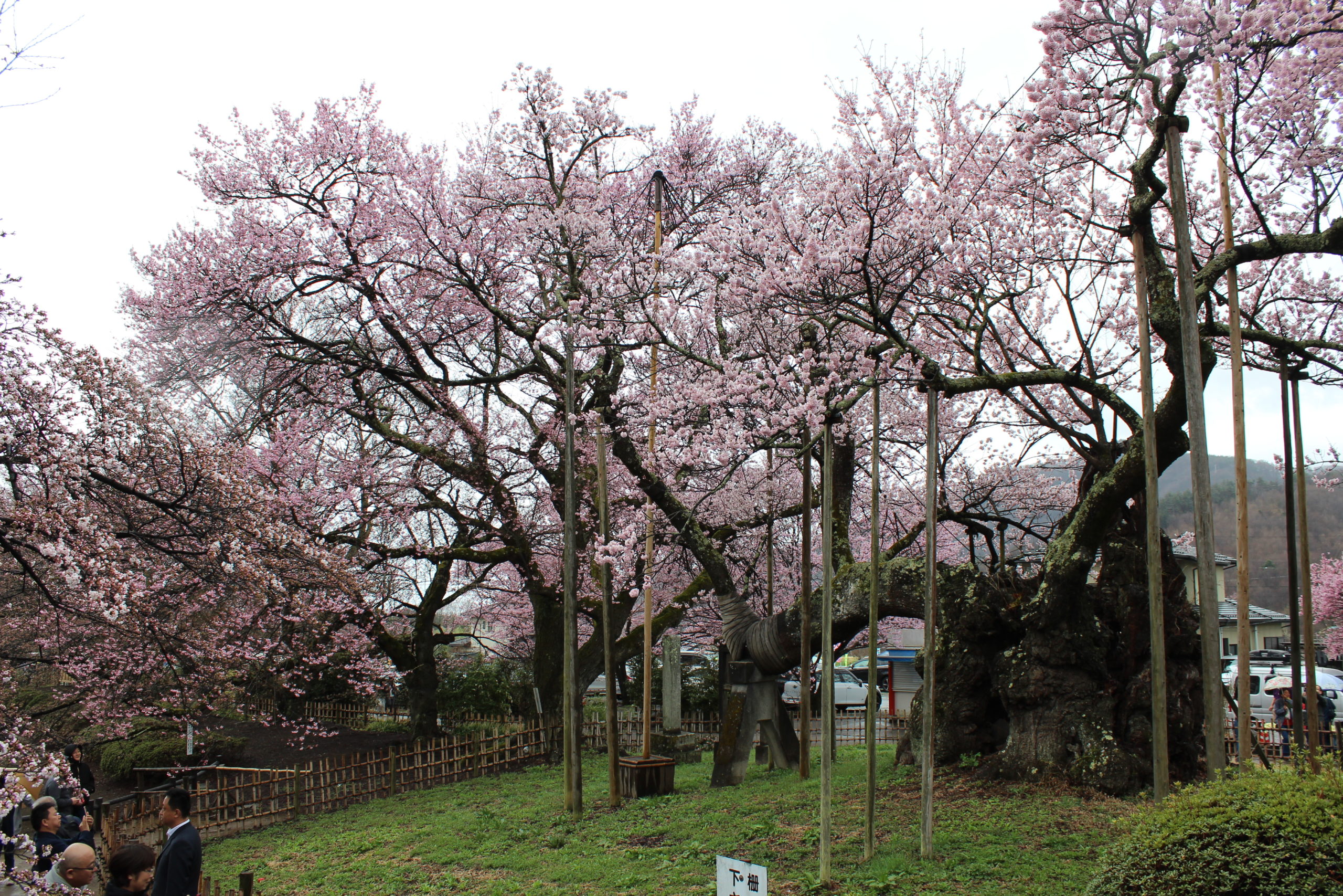 山高神代桜の見頃の4月は混雑する？開花予想と駐車場情報をご提供！