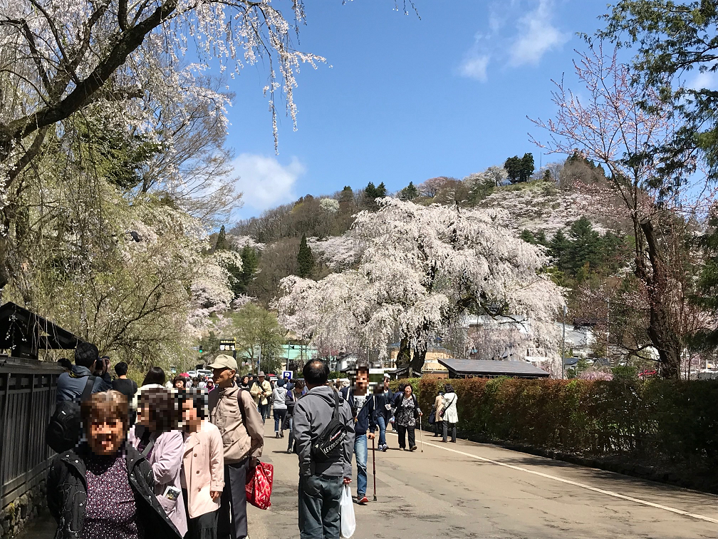 角館の桜の開花予想と見頃時期と武家屋敷観光の見どころはココ！