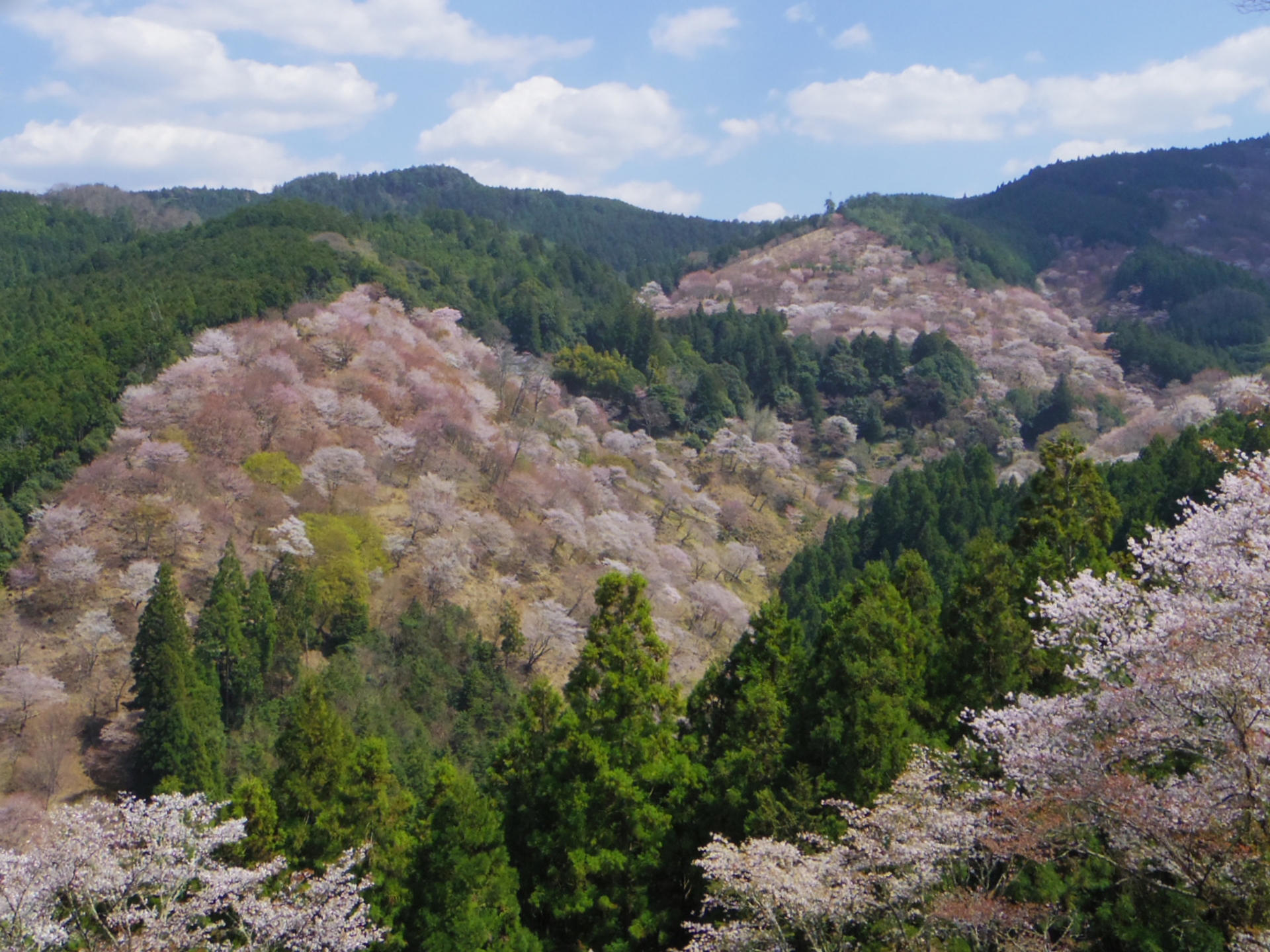 吉野山の千本桜