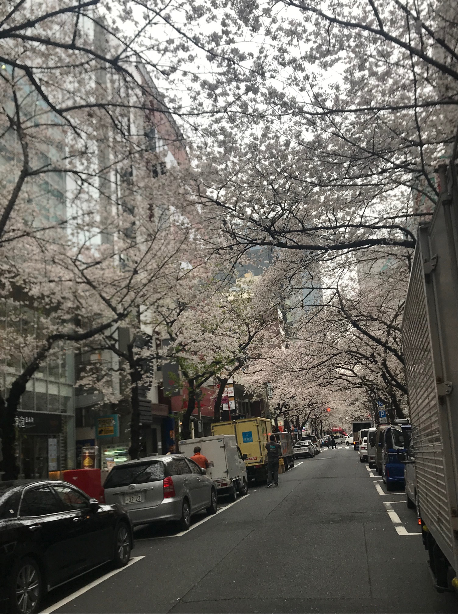 さくら通りの桜祭りが八重洲と日本橋の間から消える？！
