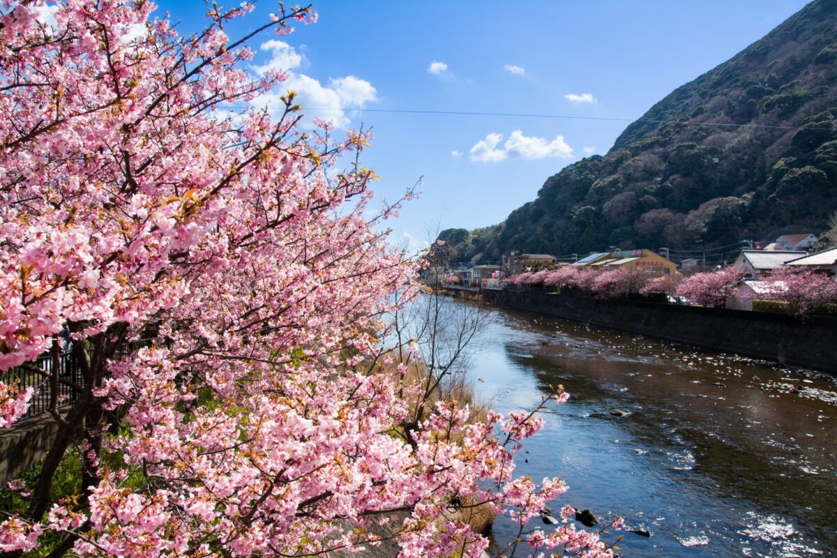 河津桜は祭りと温泉と開花予想や駐車場の情報を持ってると大助かり！