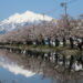弘前城の桜と岩木山
